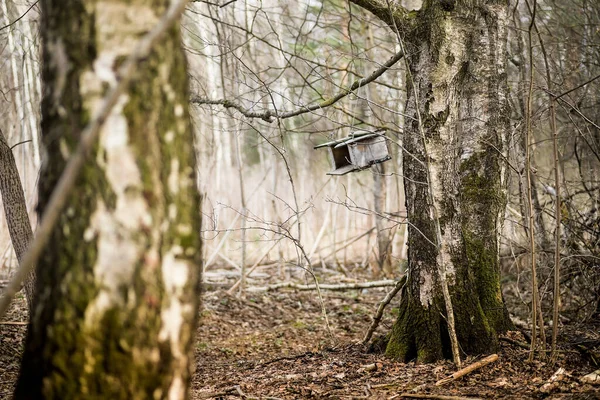 A homemade bird feeder cut from a cardboard box hangs on a branch in the forest.