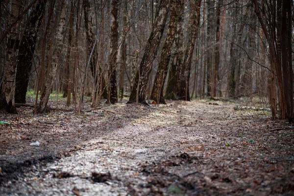 Ağaçların arasındaki ormanda yol. İlkbaharda yürümek için orman yolu.