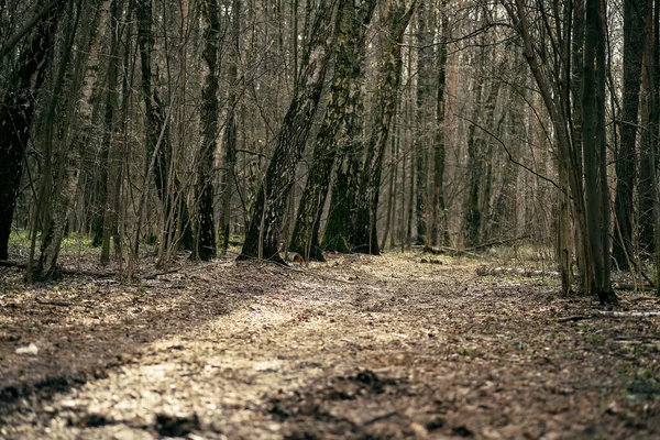 Ağaçların arasındaki ormanda yol. İlkbaharda yürümek için orman yolu.