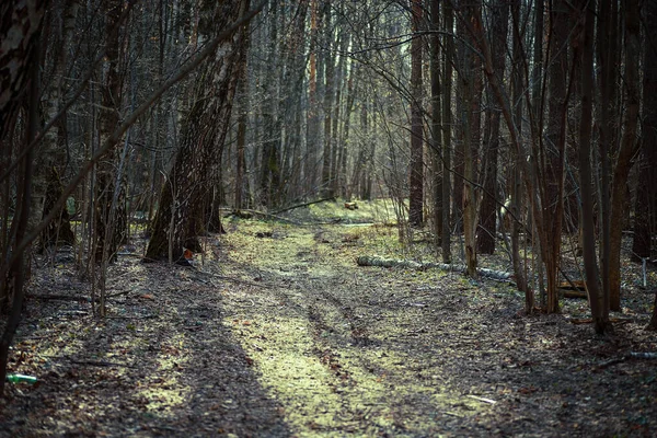 Yeşil yosun kaplı ağaç gövdeleri. Bahar Ormanı.