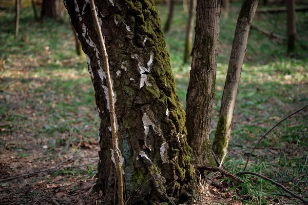 Стовбури Дерев Покриті Зеленим Мохом Весняний Ліс — стокове фото