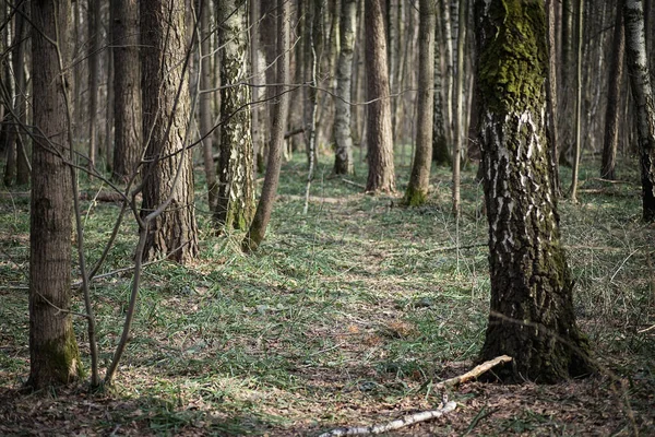 Trädstammar Täckta Med Grön Mossa Vårskog — Stockfoto