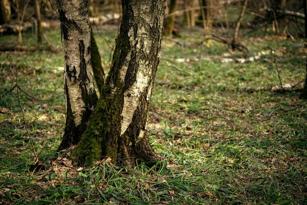 Troncos Árvores Cobertos Com Musgo Verde Floresta Primavera — Fotografia de Stock