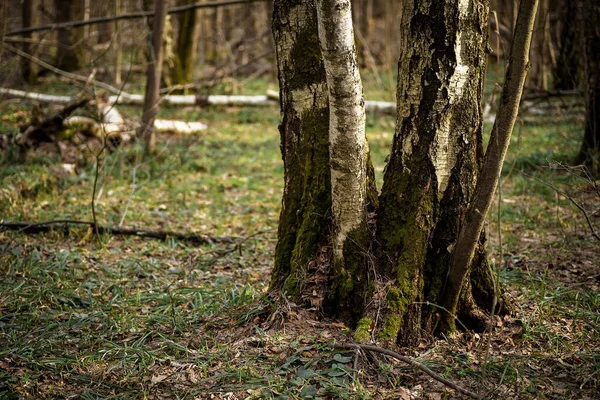 Troncos Árvores Cobertos Com Musgo Verde Floresta Primavera — Fotografia de Stock