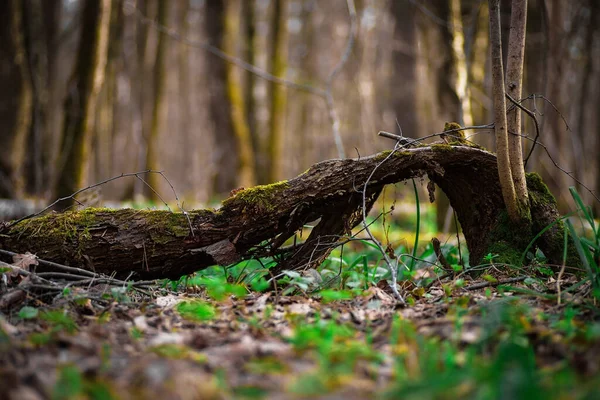 Mladý Zelený Výhonek Nové Vitality Lese Moss Spadlé Listí Lese — Stock fotografie