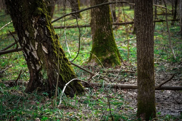 Yeşil yosun kaplı ağaç gövdeleri. Bahar Ormanı.