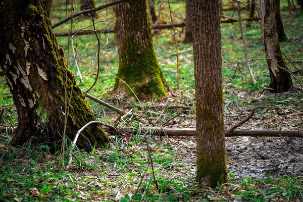 Troncos Árvores Cobertos Com Musgo Verde Floresta Primavera — Fotografia de Stock