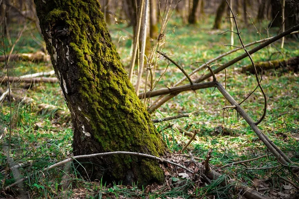 Yeşil yosun kaplı ağaç gövdeleri. Bahar Ormanı.
