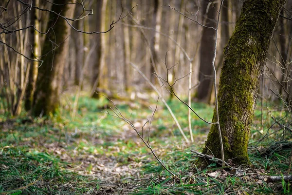 Silnice Lese Mezi Stromy Lesní Stezka Pro Procházky Jaře — Stock fotografie