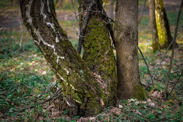 Yeşil yosun kaplı ağaç gövdeleri. Bahar Ormanı.
