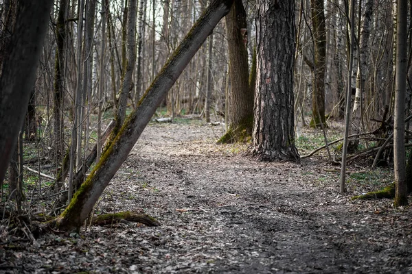 Ağaçların arasındaki ormanda yol. İlkbaharda yürümek için orman yolu.