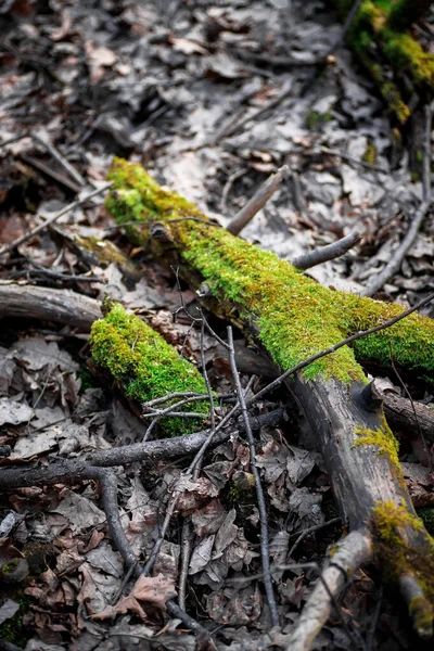 Mladý Zelený Výhonek Nové Vitality Lese Moss Spadlé Listí Lese — Stock fotografie