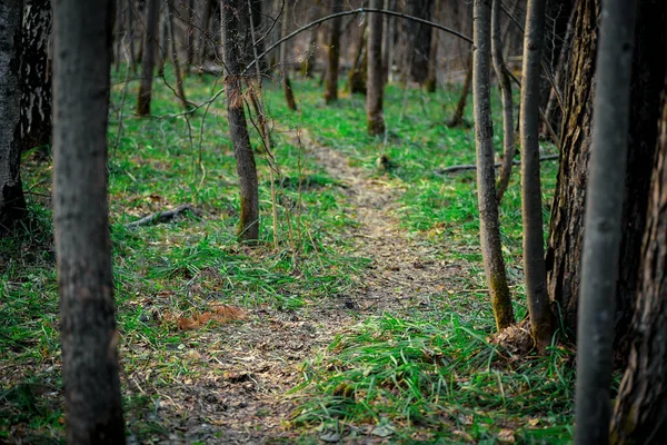 Silnice Lese Mezi Stromy Lesní Stezka Pro Procházky Jaře — Stock fotografie