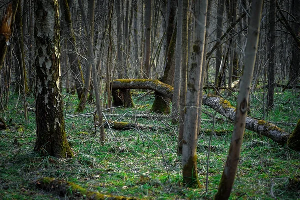 Yeşil yosun kaplı ağaç gövdeleri. Bahar Ormanı.