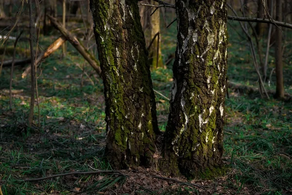 Baumstämme Mit Grünem Moos Bedeckt Quellwald — Stockfoto