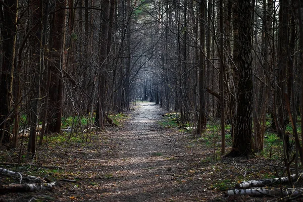 Erdőben Fák Között Erdei Ösvény Tavaszi Sétához — Stock Fotó