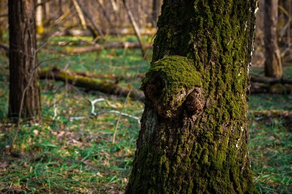 Troncos Árvores Cobertos Com Musgo Verde Floresta Primavera — Fotografia de Stock