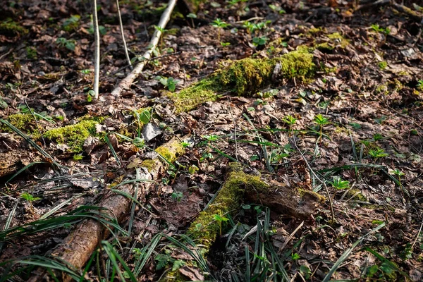 Ormanda yeni bir canlılığın yeşerdiği yeşil bir tomurcuk. Ormanda yosun ve dökülen yapraklar.