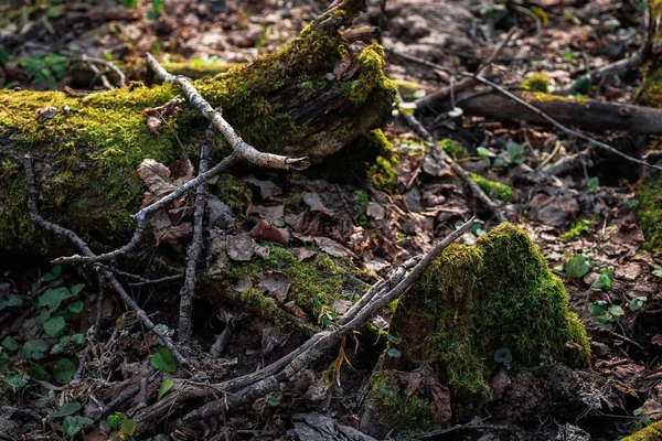 Egy Zöld Fiatal Hajtás Életerő Erdőben Moss Lehullott Levelek Erdőben — Stock Fotó