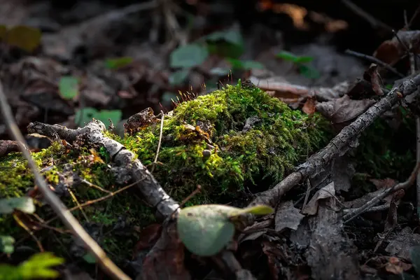 Güzel yeşil yosunları kapat, makro. Yosun 'un güzel arkaplanı.