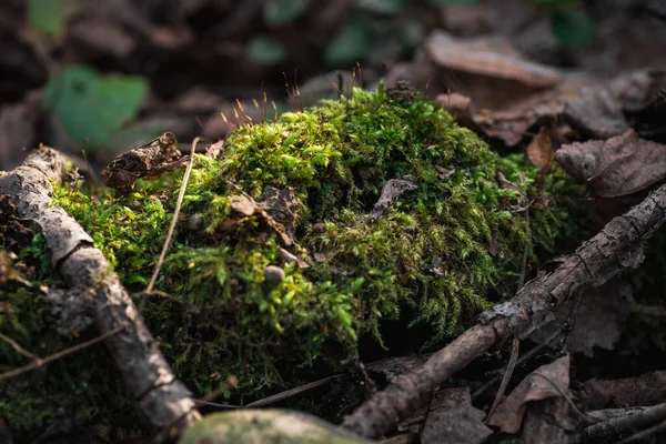 Zavřít Krásný Zelený Mech Makro Krásné Pozadí Mechu — Stock fotografie