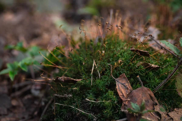 閉じる美しい緑の苔 マクロ 苔の美しい背景 — ストック写真
