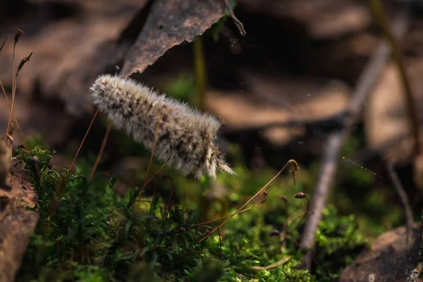 Güzel yeşil yosunları kapat, makro. Yosun 'un güzel arkaplanı.