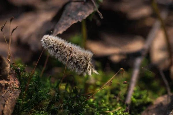 Güzel yeşil yosunları kapat, makro. Yosun 'un güzel arkaplanı.