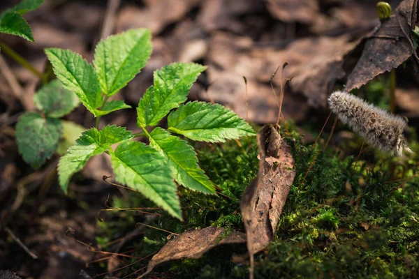 Güzel yeşil yosunları kapat, makro. Yosun 'un güzel arkaplanı.