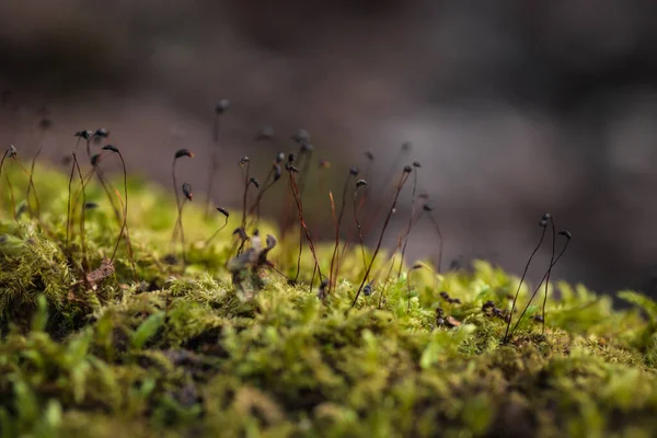 Nahaufnahme Schönes Grünes Moos Makro Schöner Hintergrund Von Moos — Stockfoto