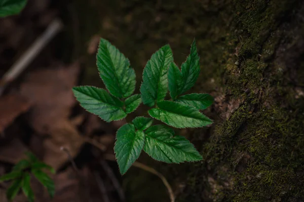 Brote Joven Verde Nueva Vitalidad Bosque Moss Hojas Caídas Bosque —  Fotos de Stock