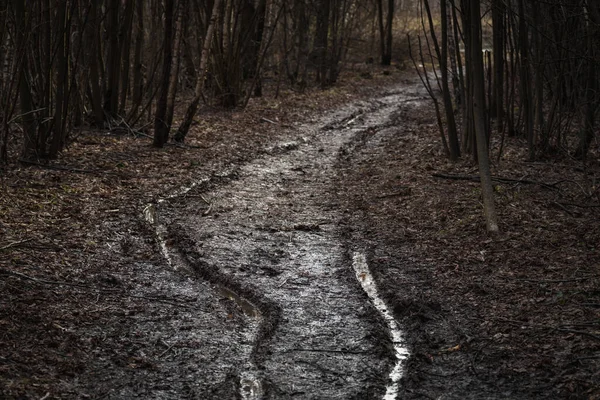 Ağaçların arasındaki ormanda yol. İlkbaharda yürümek için orman yolu.