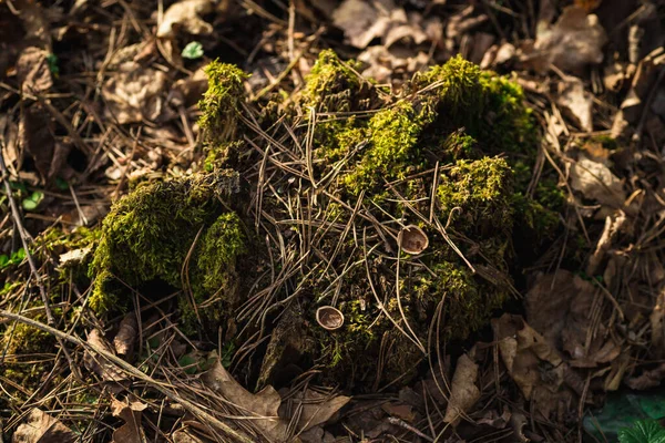 Zavřít Krásný Zelený Mech Makro Krásné Pozadí Mechu — Stock fotografie