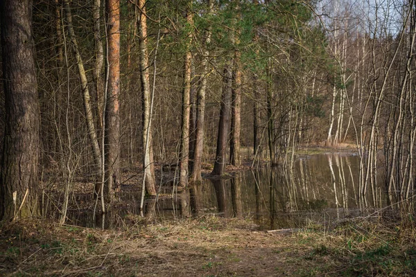 春天在野外的森林里 树木丛生在一个大水坑里 阳光灿烂的日子里 黑色的树干反射在水面上 — 图库照片