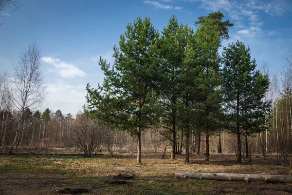Пейзаж Сосновыми Лесами Чистым Небом — стоковое фото