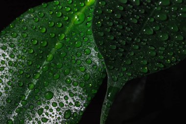 İncir yaprağının üzerine yakın çekim su damlaları. Yeşil arka planda yağmur damlaları. Makro damla atışı. Yeşil yaprakta küçük damlalar.