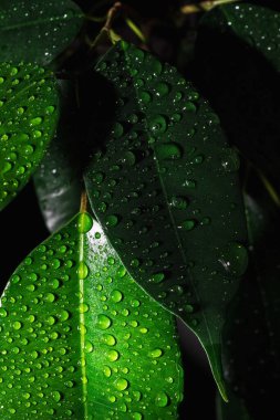 İncir yaprağının üzerine yakın çekim su damlaları. Yeşil arka planda yağmur damlaları. Makro damla atışı. Yeşil yaprakta küçük damlalar.