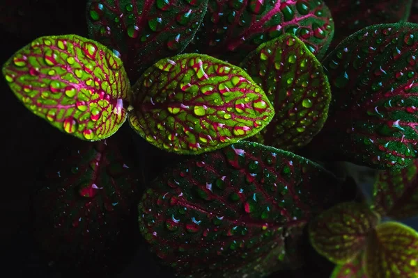 Houseplant Green Red Leaves Close Leaves Water Drops — Stock Photo, Image