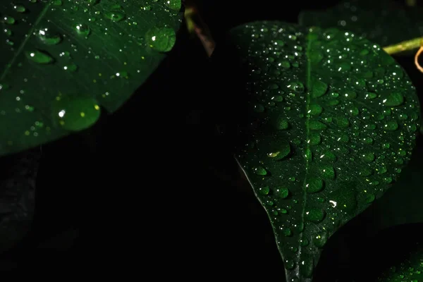Крупным Планом Капли Воды Листьях Фикуса Капли Дождя Зеленом Фоне — стоковое фото
