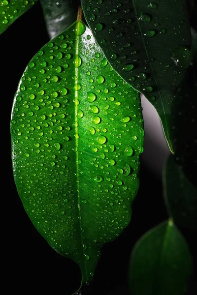 Ficus elastica yaprakları. Yeşil yaprakların üzerine yağmur damlaları. Ev bitkisi. 
