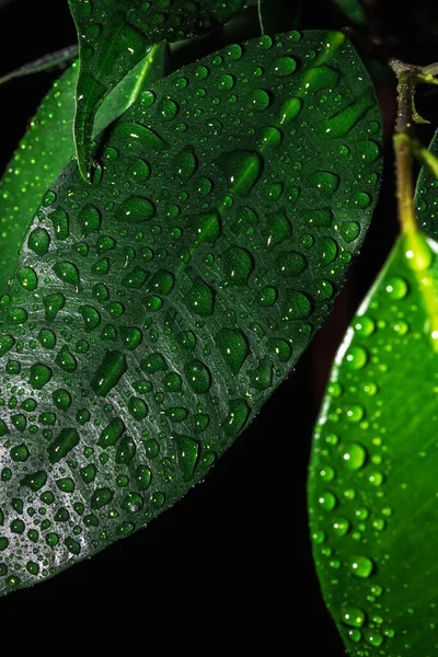 İncir yaprağının üzerine yakın çekim su damlaları. Yeşil arka planda yağmur damlaları. Makro damla atışı. Yeşil yaprakta küçük damlalar.