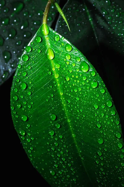 İncir yaprağının üzerine yakın çekim su damlaları. Yeşil arka planda yağmur damlaları. Makro damla atışı. Yeşil yaprakta küçük damlalar.