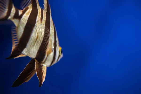 水中の美しい熱帯魚 驚くべき水中世界 — ストック写真