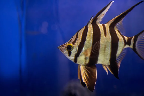 Suyun Altında Çok Güzel Tropikal Balıklar Nanılmaz Sualtı Dünyası — Stok fotoğraf