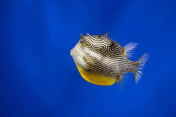 Vacker Tropisk Fisk Vattnet Fantastisk Undervattensvärld — Stockfoto