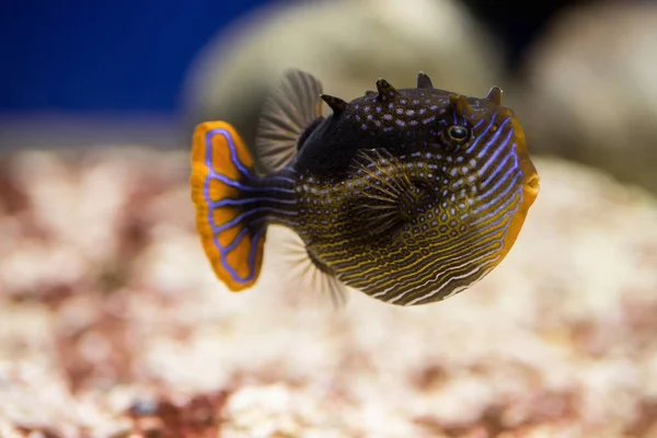 Beautiful Tropical Fish Underwater Amazing Underwater World — Stock Photo, Image