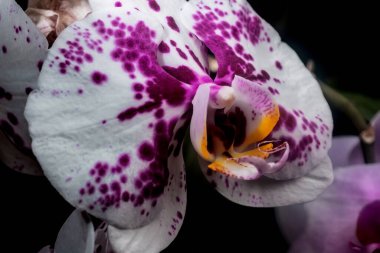 Karanlık bir arka planda orkide çiçeği. Ev yapımı çiçekler..