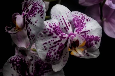 Karanlık bir arka planda orkide çiçeği. Ev yapımı çiçekler..