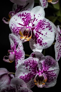 Karanlık bir arka planda orkide çiçeği. Ev yapımı çiçekler..