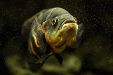 Çok güzel bir cichlid. Astronotus akvaryumda. Yakın plan..